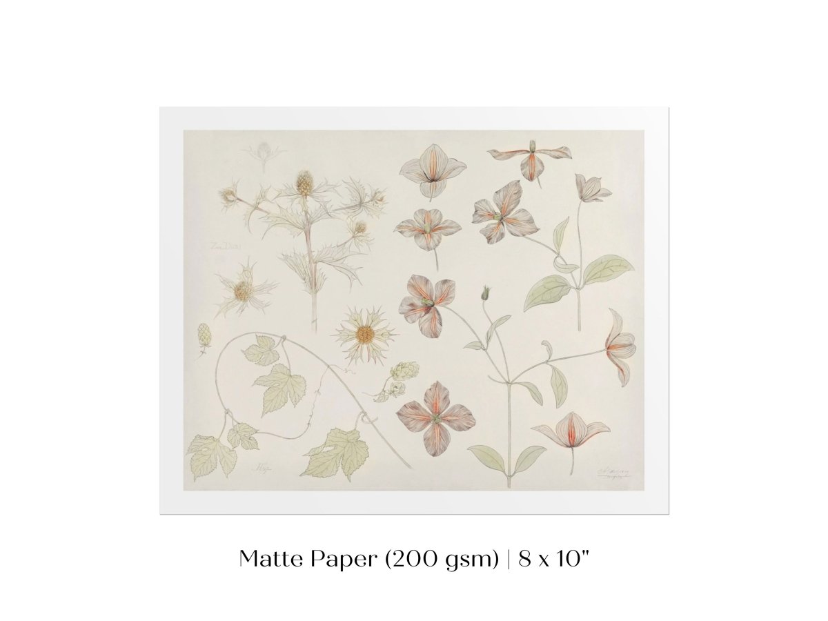 Study Sheet with Sea Thistle, Hop and Clematis | P149 - Single Art Prints - Piccolo Fiore Prints