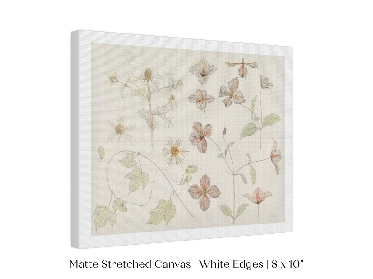 Study Sheet with Sea Thistle, Hop and Clematis | P149 - Single Art Prints - Piccolo Fiore Prints