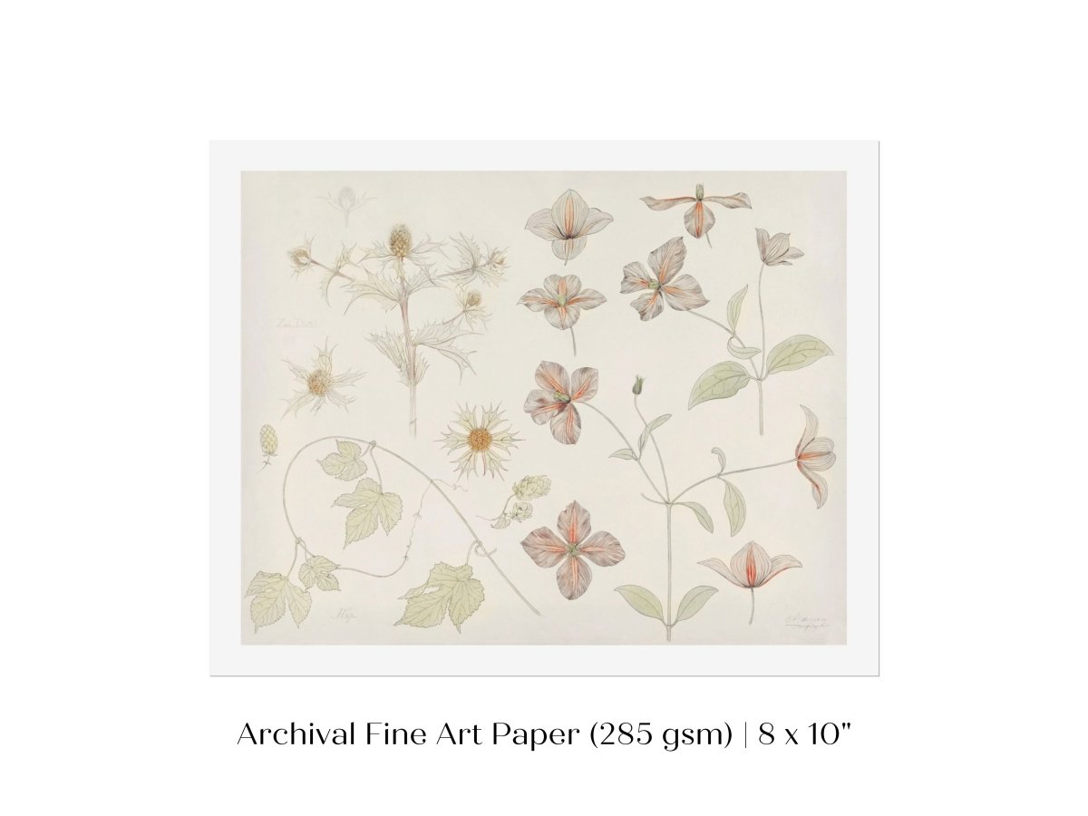 Study Sheet with Sea Thistle, Hop and Clematis | P149 - Single Art Prints - Piccolo Fiore Prints