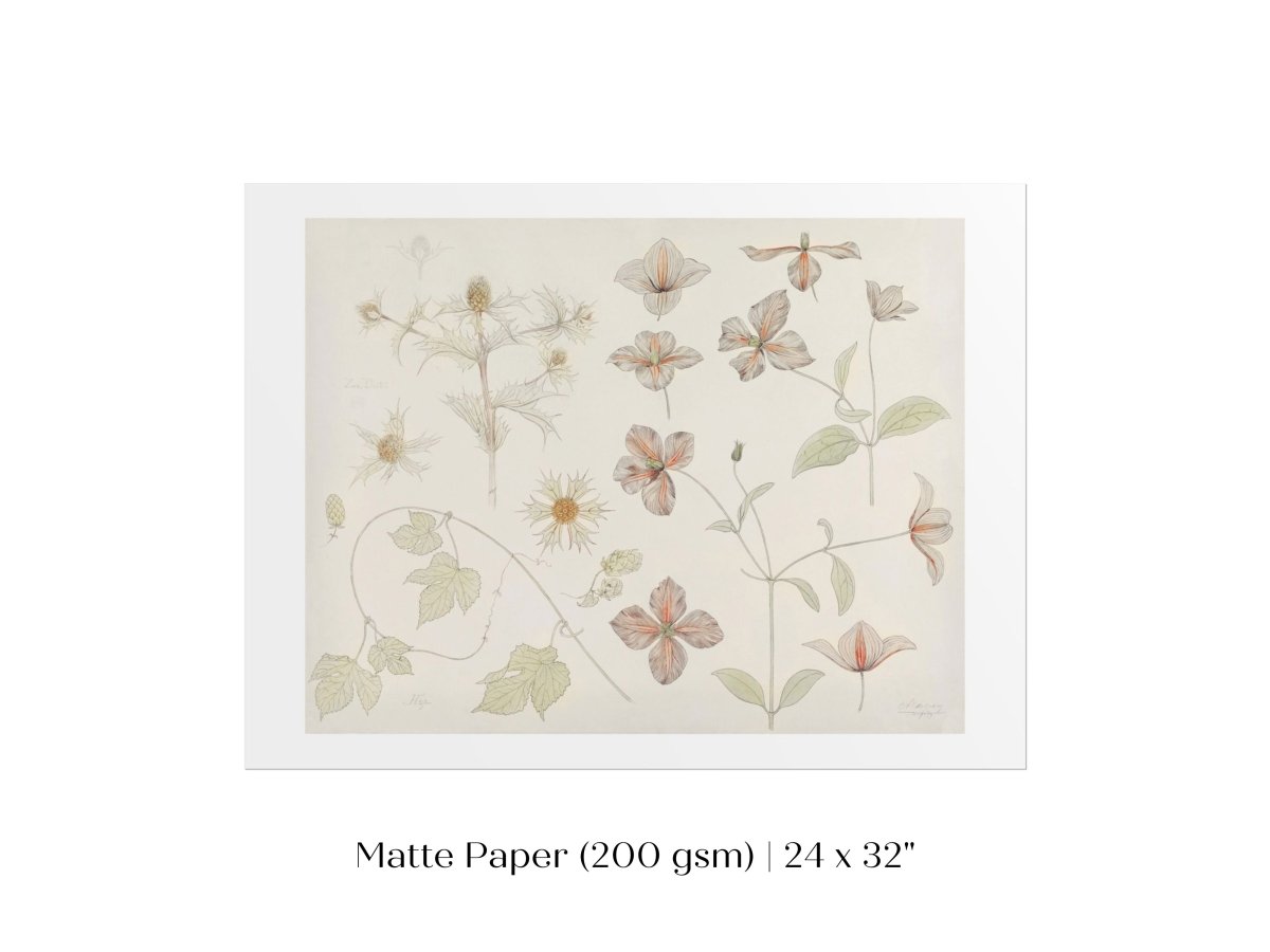 Study Sheet with Sea Thistle, Hop and Clematis | P149 - Single Art Prints - Piccolo Fiore Prints
