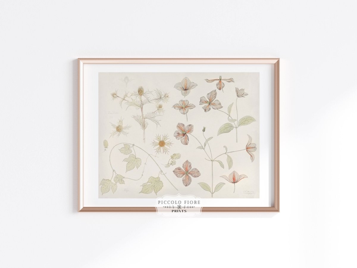 Study Sheet with Sea Thistle, Hop and Clematis | P149 - Single Art Prints - Piccolo Fiore Prints