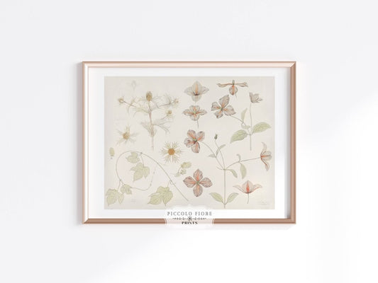 Study Sheet with Sea Thistle, Hop and Clematis | P149 - Single Art Prints - Piccolo Fiore Prints