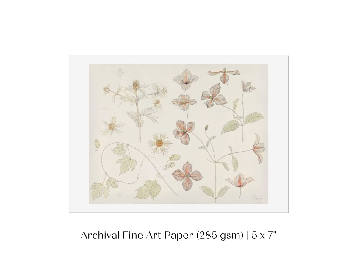 Study Sheet with Sea Thistle, Hop and Clematis | P149 - Single Art Prints - Piccolo Fiore Prints