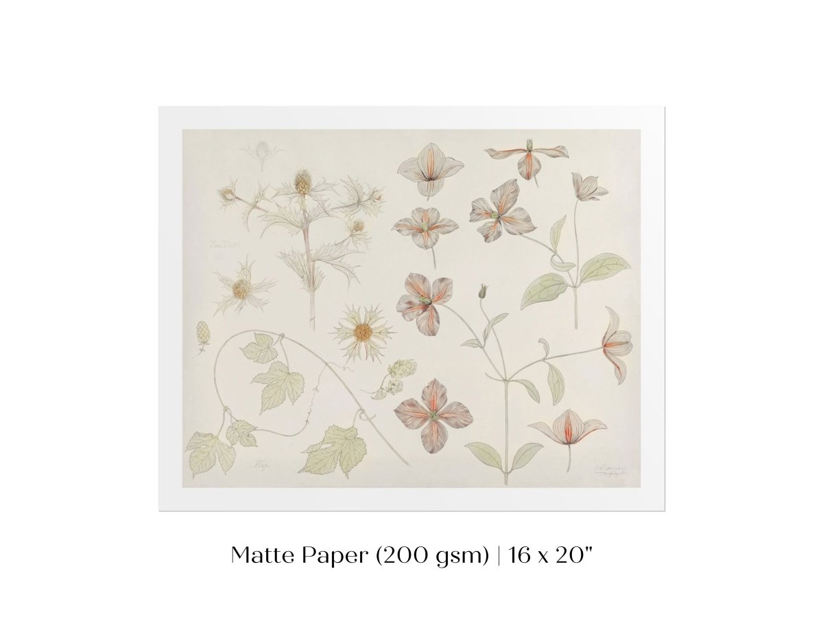 Study Sheet with Sea Thistle, Hop and Clematis | P149 - Single Art Prints - Piccolo Fiore Prints