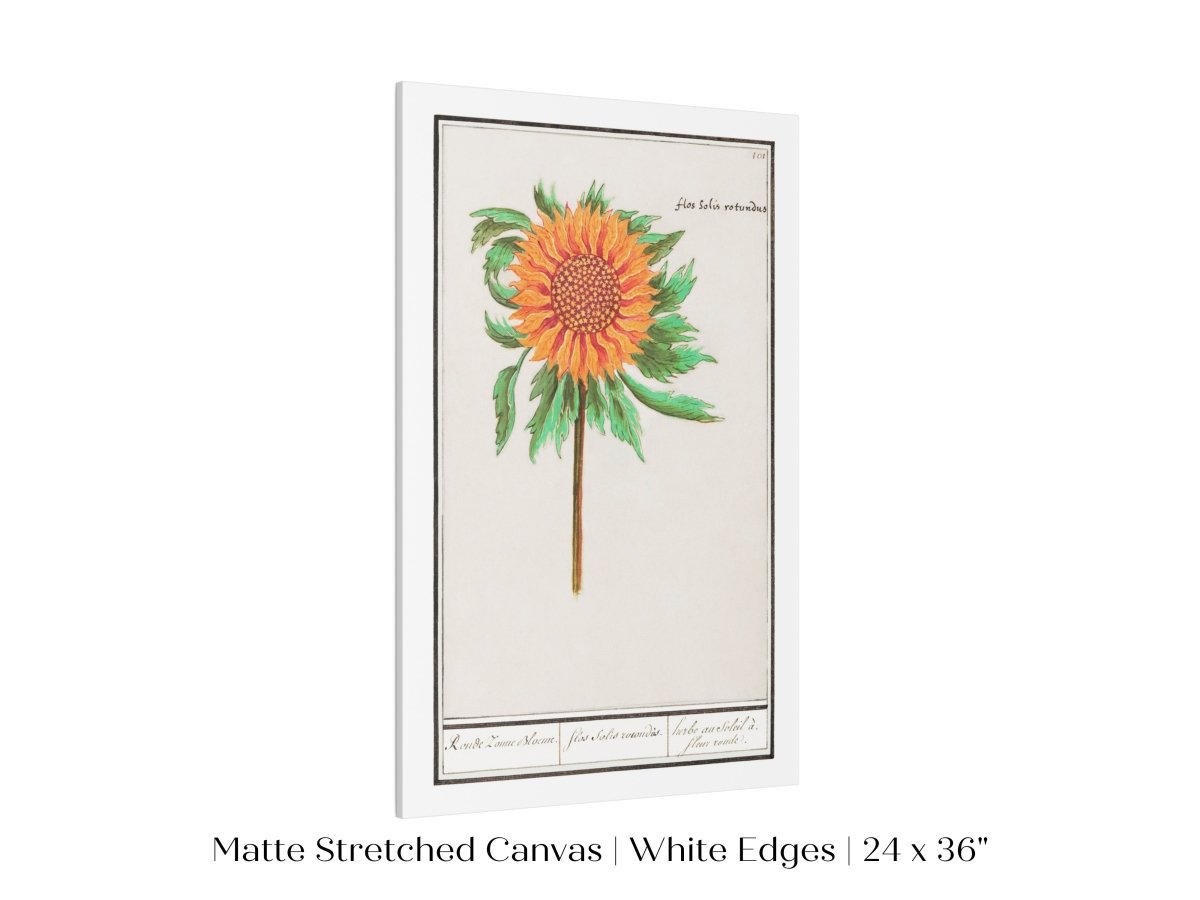 Sunflower Illustration | P364 - Single Art Prints - Piccolo Fiore Prints