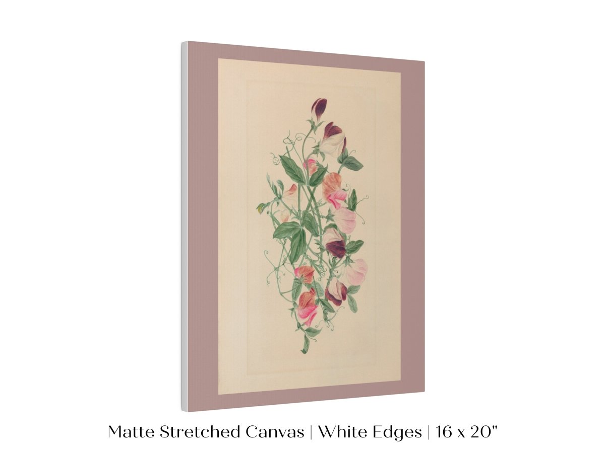 Sweet Peas | P472 - Single Art Prints - Piccolo Fiore Prints
