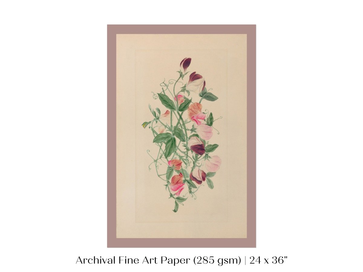 Sweet Peas | P472 - Single Art Prints - Piccolo Fiore Prints