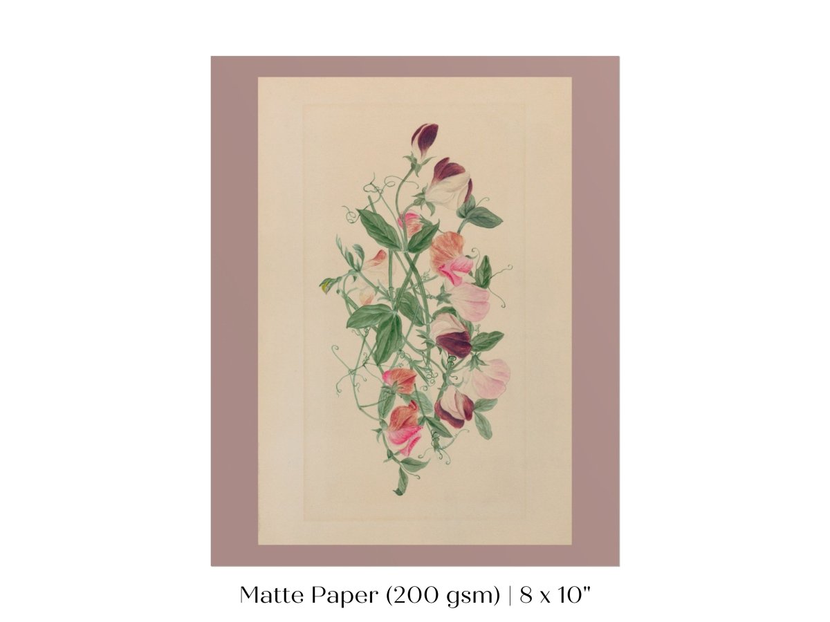 Sweet Peas | P472 - Single Art Prints - Piccolo Fiore Prints