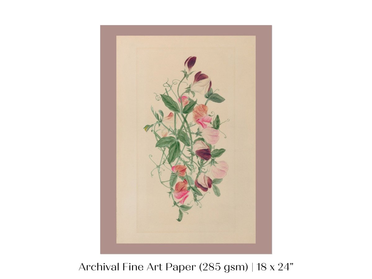 Sweet Peas | P472 - Single Art Prints - Piccolo Fiore Prints