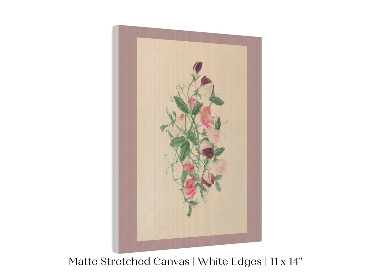 Sweet Peas | P472 - Single Art Prints - Piccolo Fiore Prints