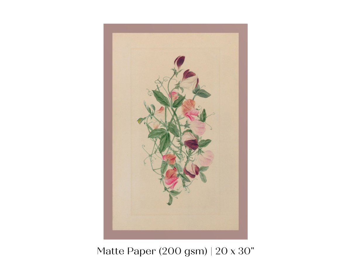 Sweet Peas | P472 - Single Art Prints - Piccolo Fiore Prints