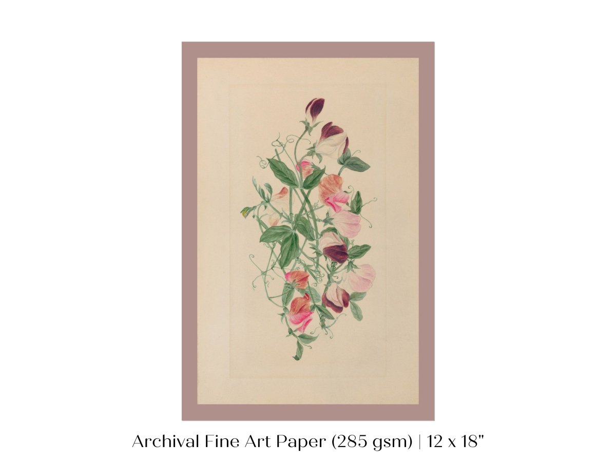 Sweet Peas | P472 - Single Art Prints - Piccolo Fiore Prints