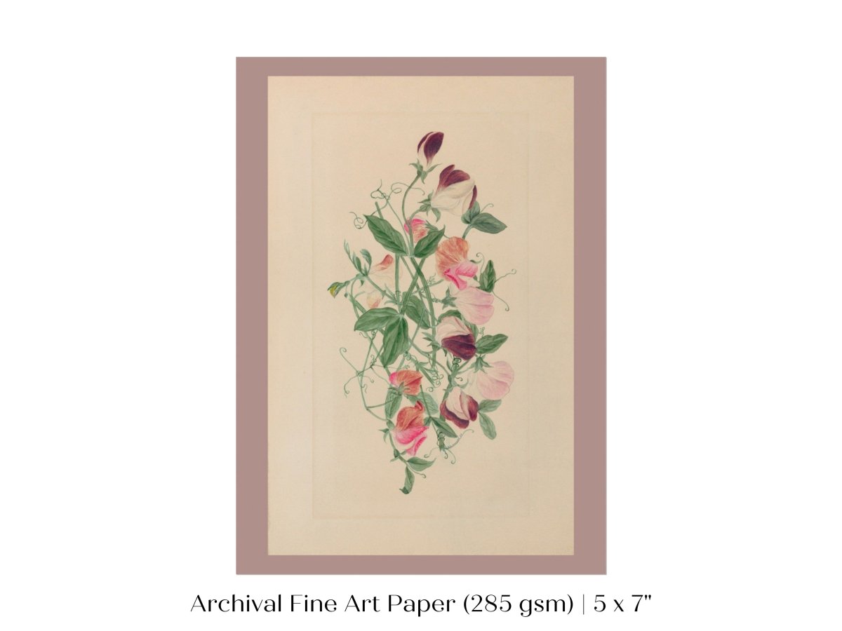 Sweet Peas | P472 - Single Art Prints - Piccolo Fiore Prints