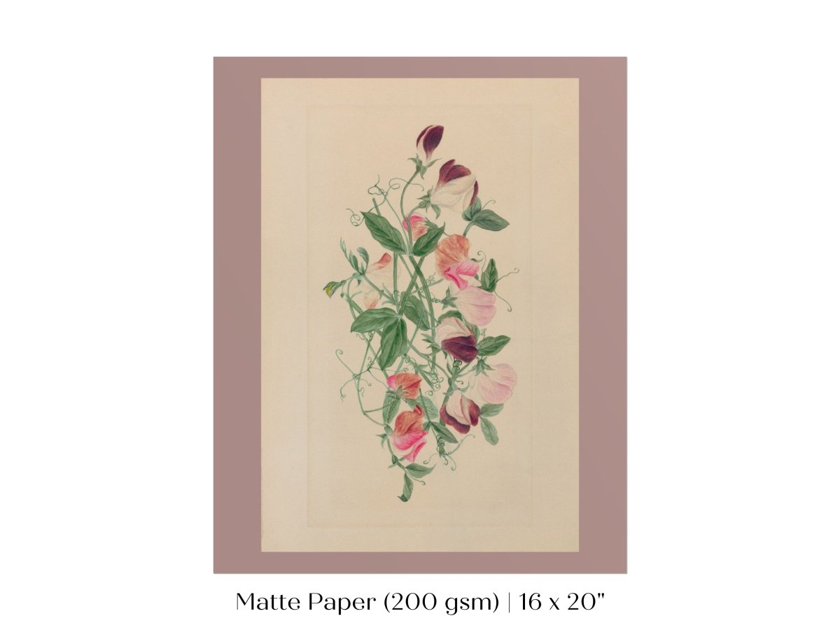 Sweet Peas | P472 - Single Art Prints - Piccolo Fiore Prints