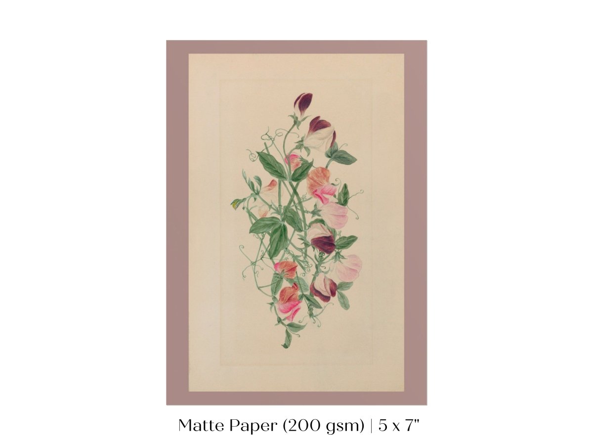 Sweet Peas | P472 - Single Art Prints - Piccolo Fiore Prints