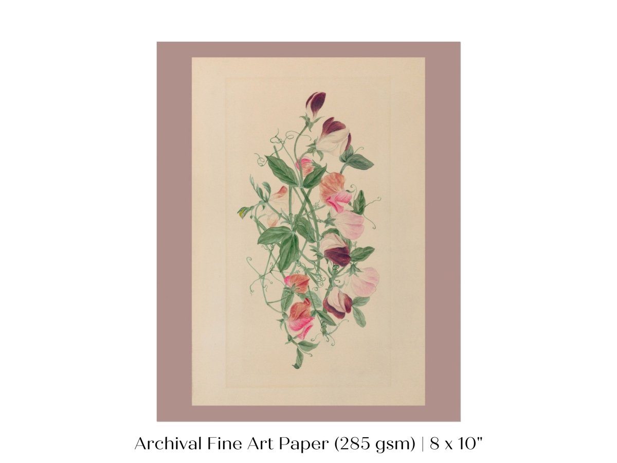 Sweet Peas | P472 - Single Art Prints - Piccolo Fiore Prints
