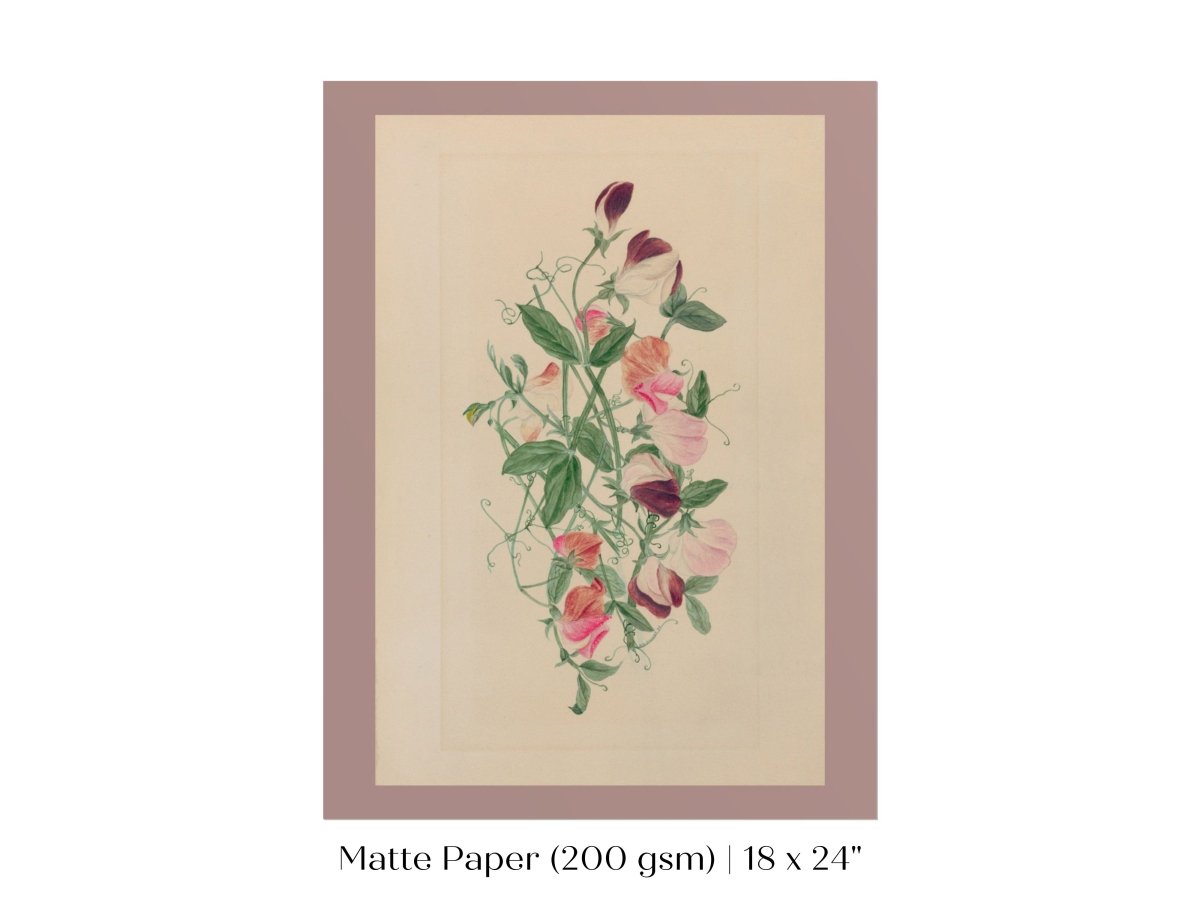 Sweet Peas | P472 - Single Art Prints - Piccolo Fiore Prints