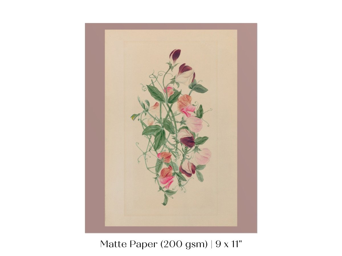 Sweet Peas | P472 - Single Art Prints - Piccolo Fiore Prints