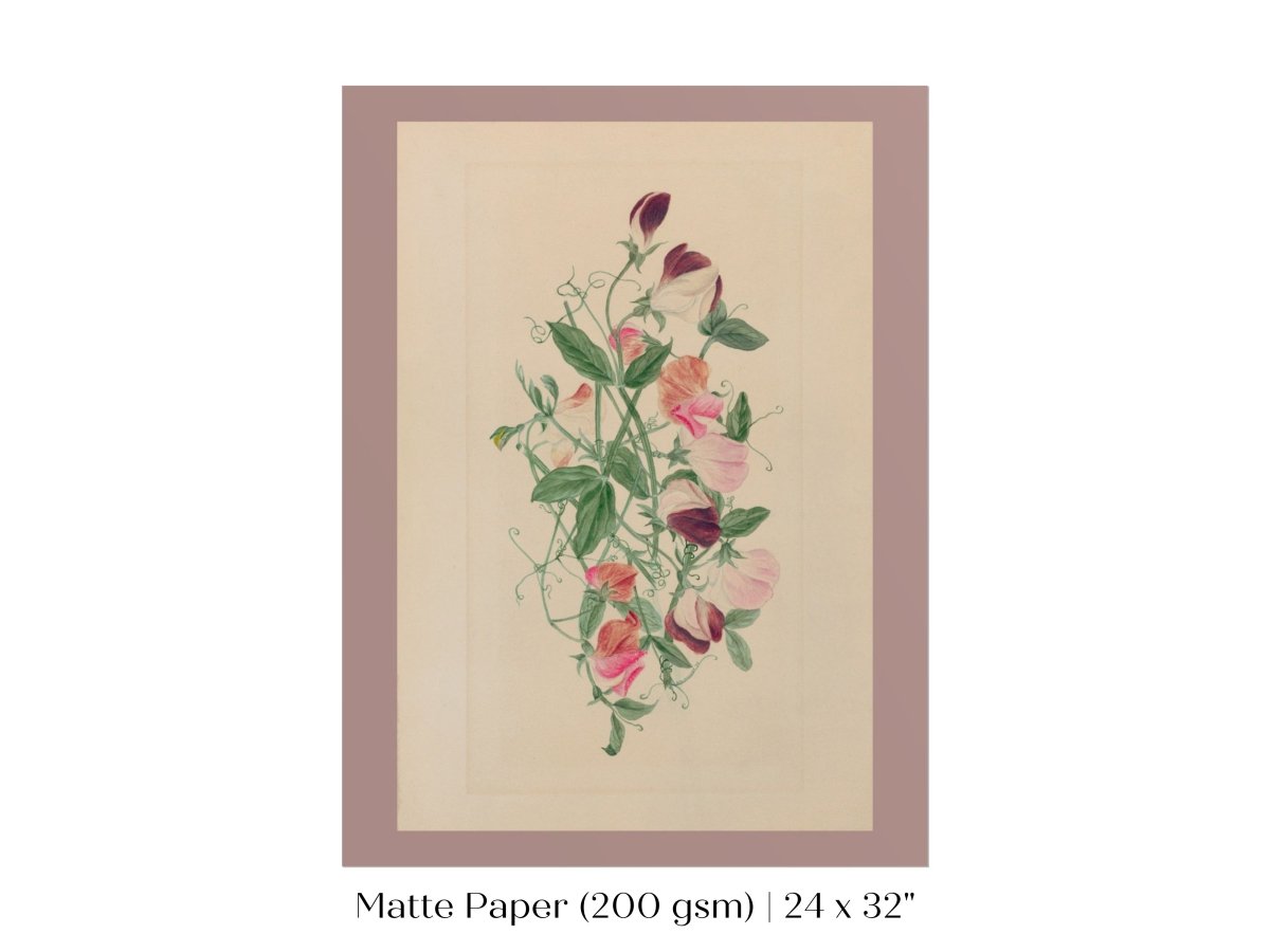 Sweet Peas | P472 - Single Art Prints - Piccolo Fiore Prints