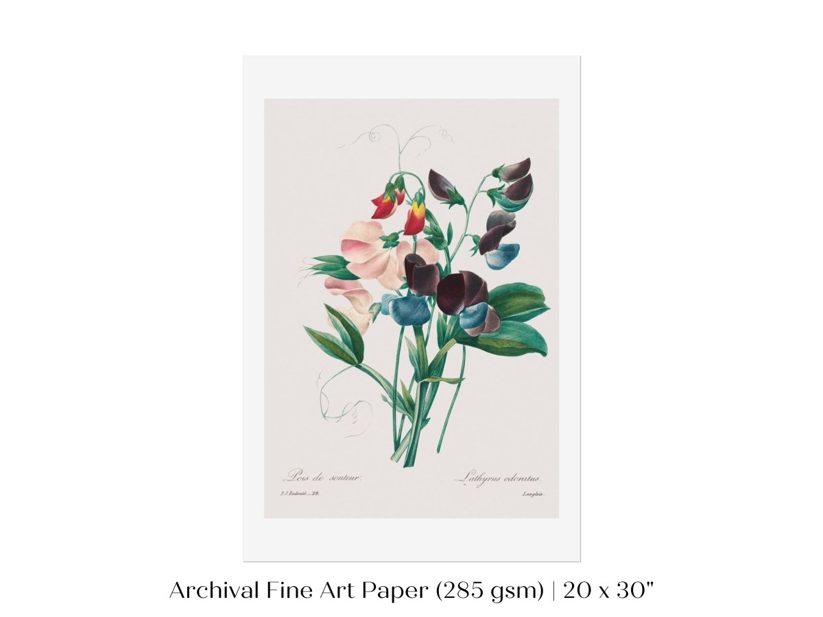 Sweet Peas | P494 - Single Art Prints - Piccolo Fiore Prints