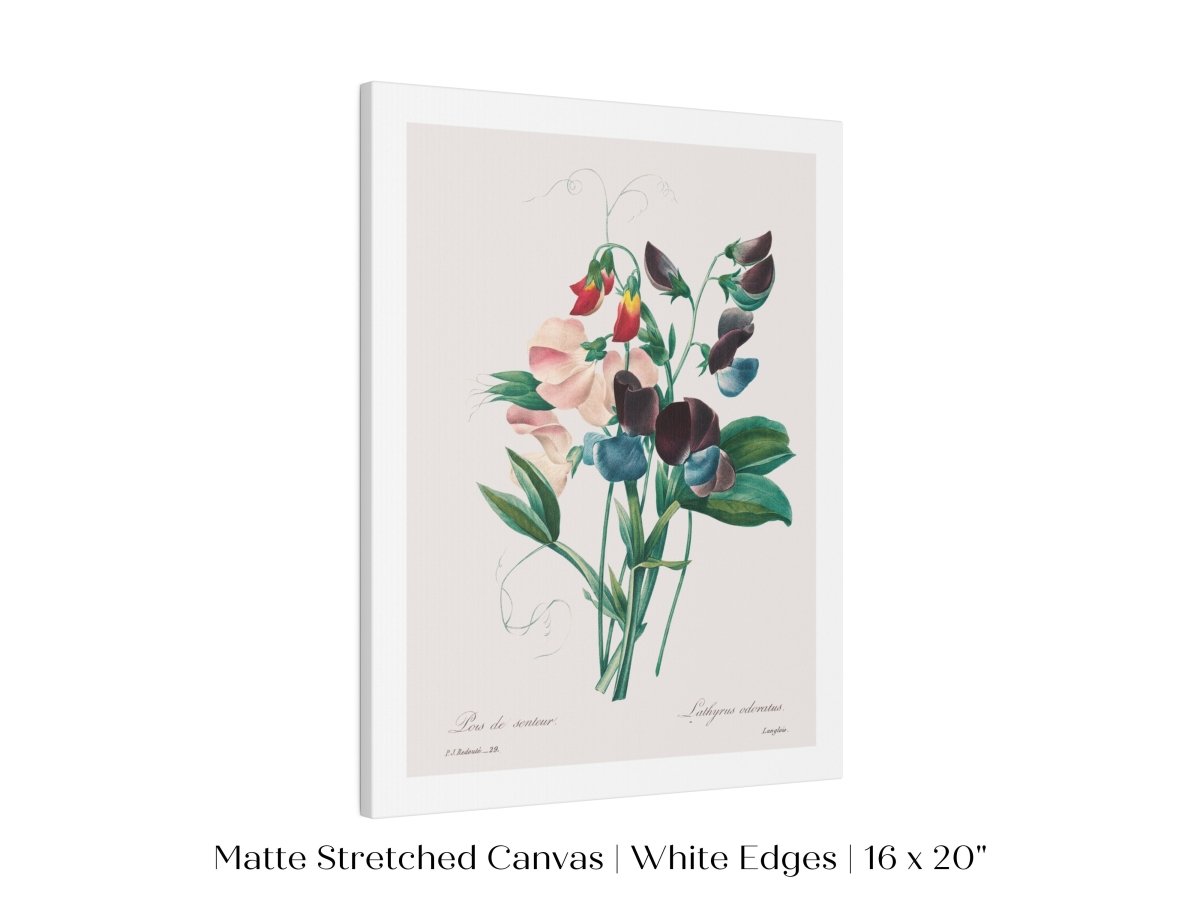 Sweet Peas | P494 - Single Art Prints - Piccolo Fiore Prints