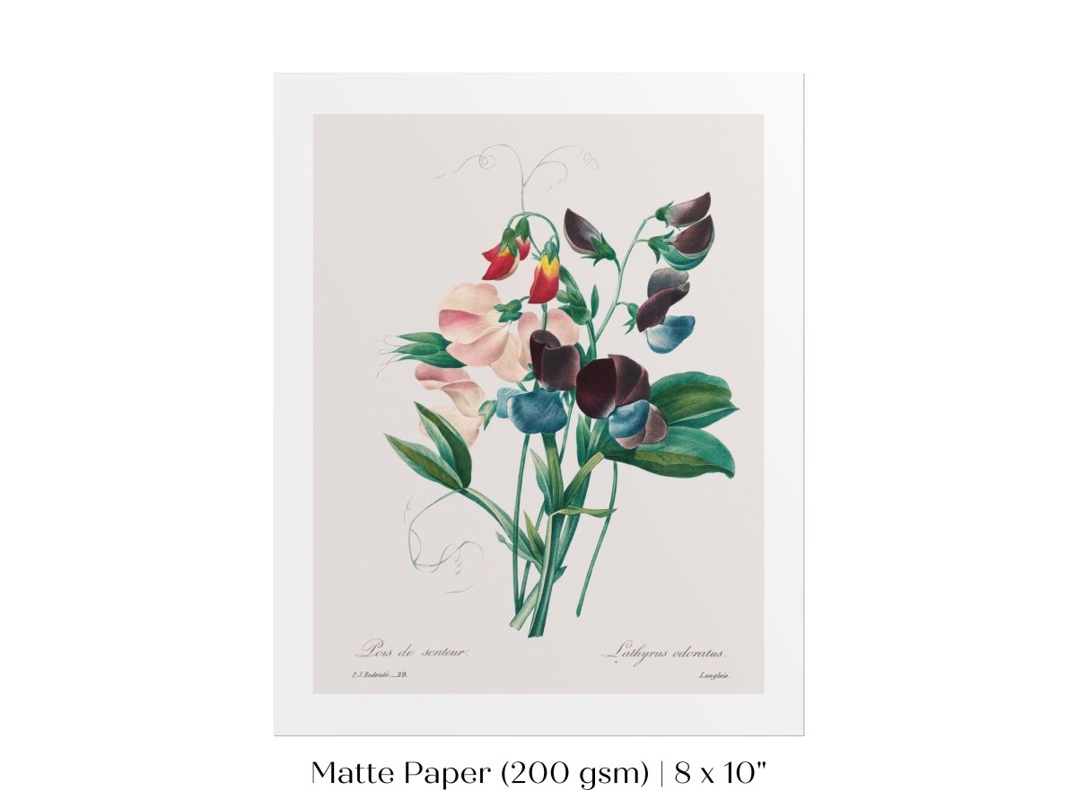 Sweet Peas | P494 - Single Art Prints - Piccolo Fiore Prints