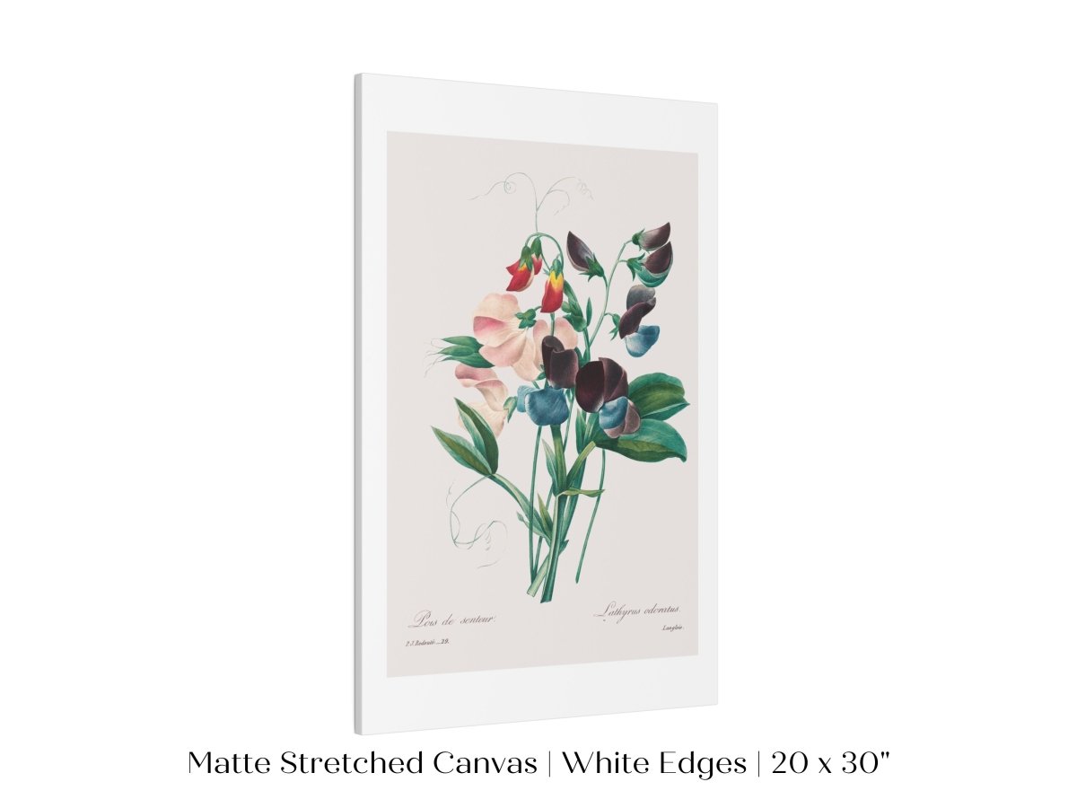 Sweet Peas | P494 - Single Art Prints - Piccolo Fiore Prints