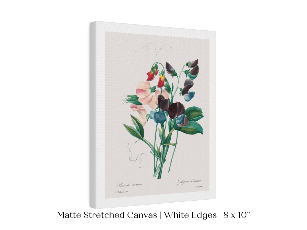 Sweet Peas | P494 - Single Art Prints - Piccolo Fiore Prints