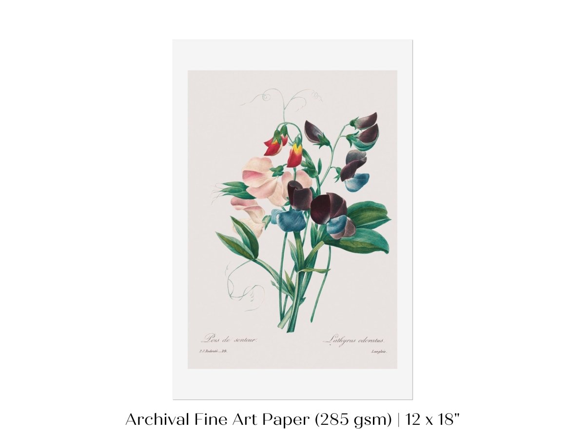 Sweet Peas | P494 - Single Art Prints - Piccolo Fiore Prints