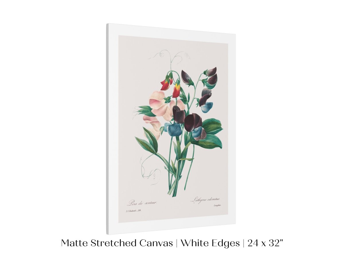 Sweet Peas | P494 - Single Art Prints - Piccolo Fiore Prints