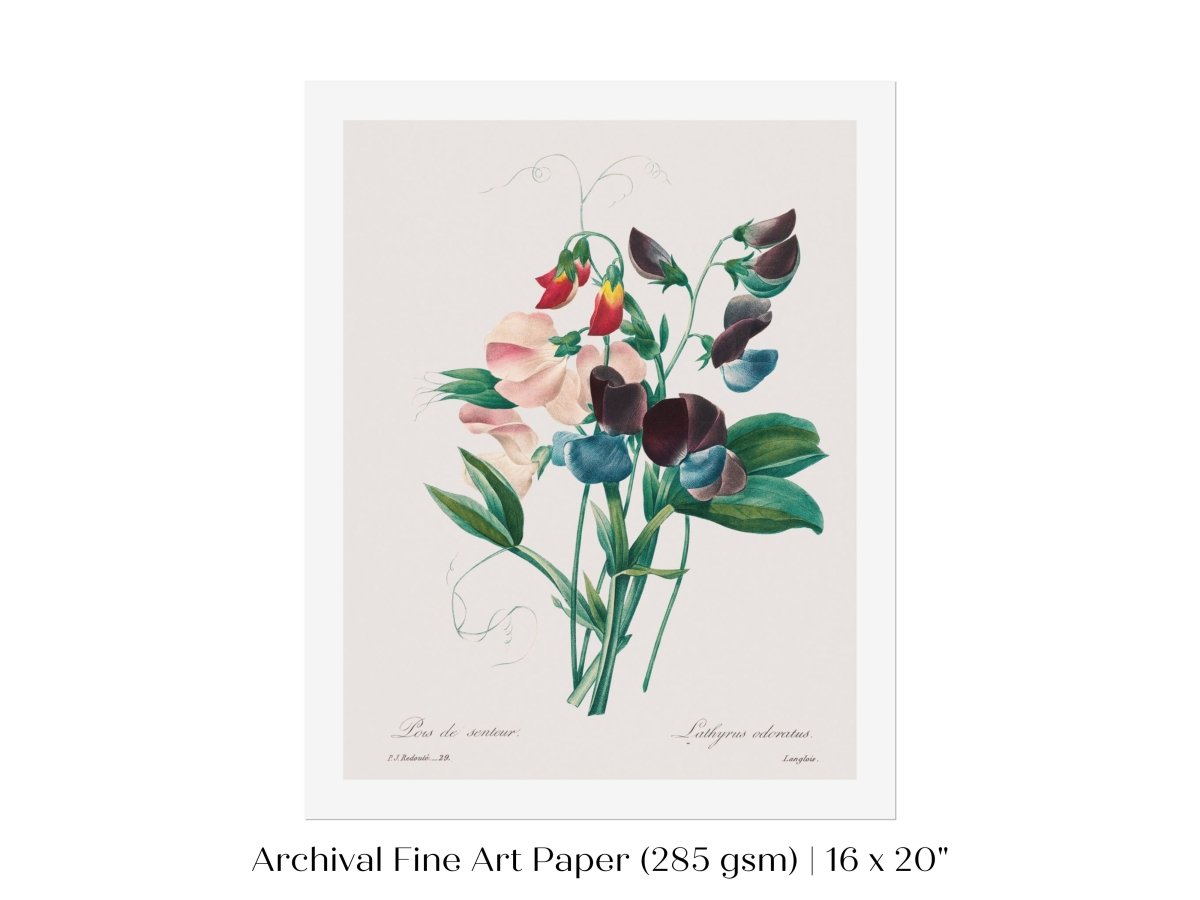 Sweet Peas | P494 - Single Art Prints - Piccolo Fiore Prints