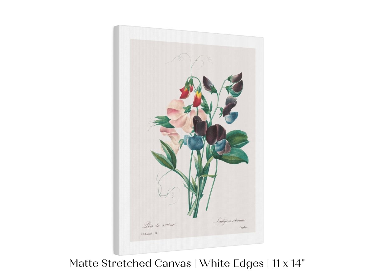 Sweet Peas | P494 - Single Art Prints - Piccolo Fiore Prints
