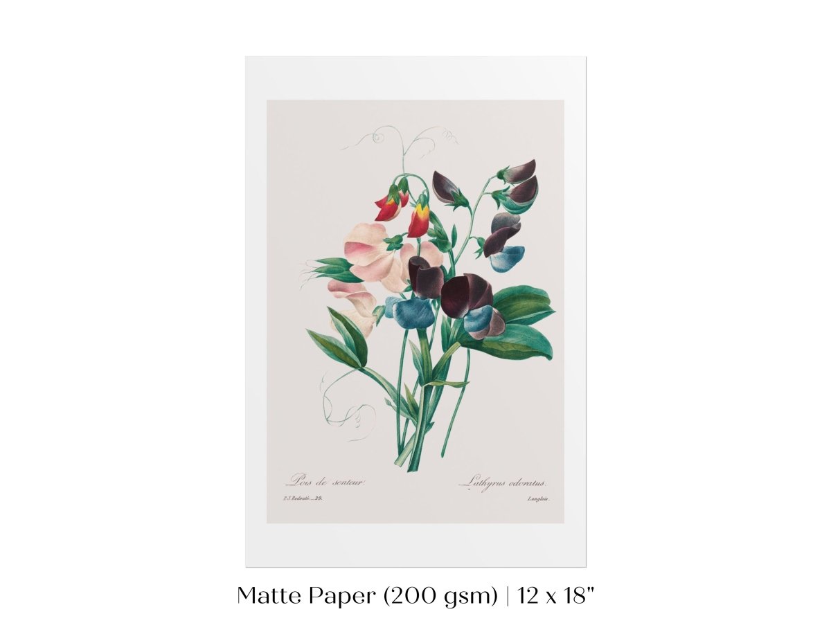 Sweet Peas | P494 - Single Art Prints - Piccolo Fiore Prints