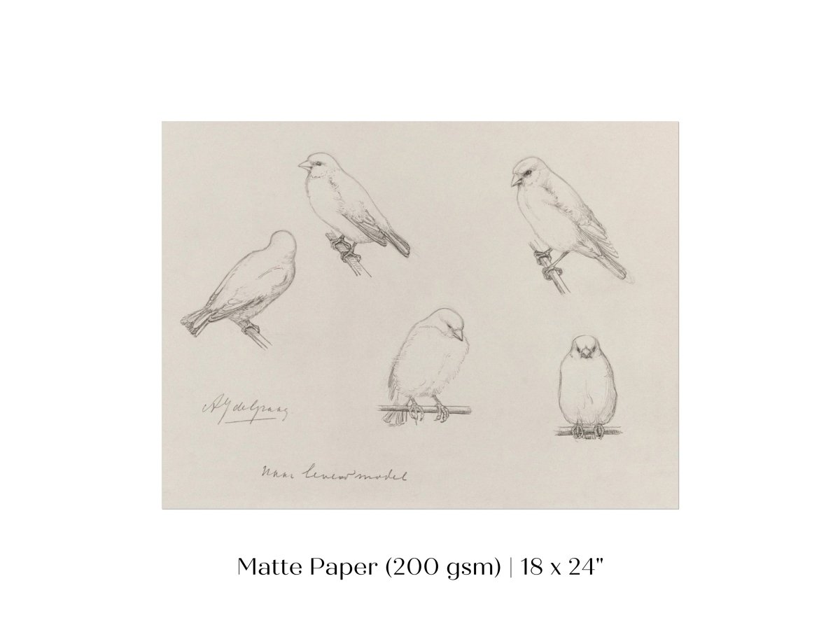 The Canaries Sketch | P151 - Single Art Prints - Piccolo Fiore Prints