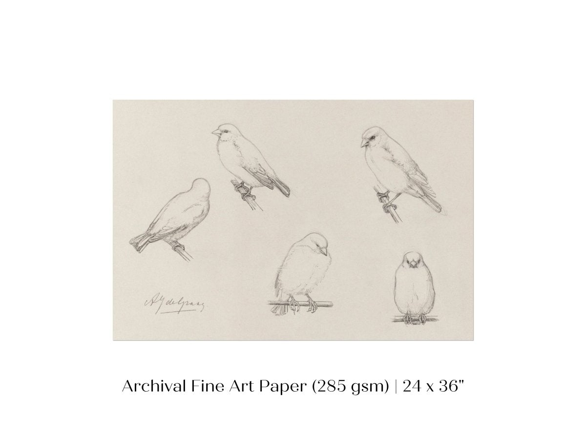 The Canaries Sketch | P151 - Single Art Prints - Piccolo Fiore Prints