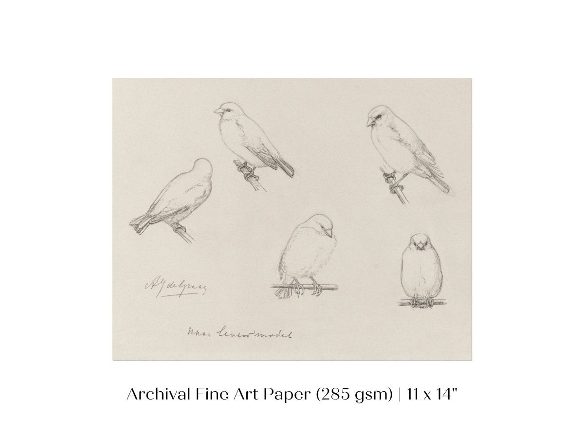 The Canaries Sketch | P151 - Single Art Prints - Piccolo Fiore Prints