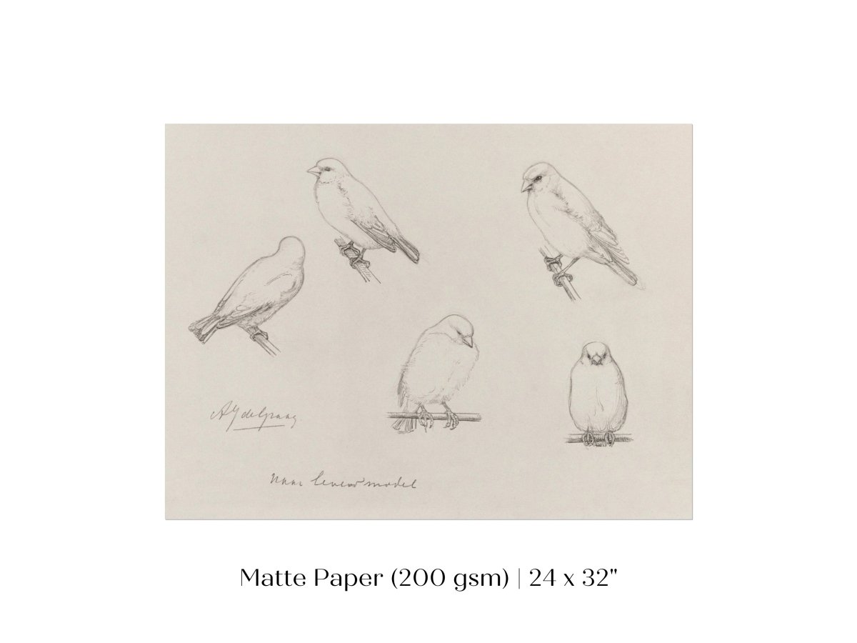 The Canaries Sketch | P151 - Single Art Prints - Piccolo Fiore Prints