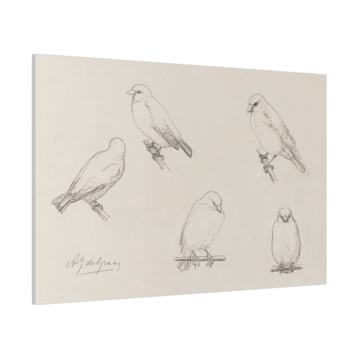 The Canaries Sketch | P151 - Single Art Prints - Piccolo Fiore Prints