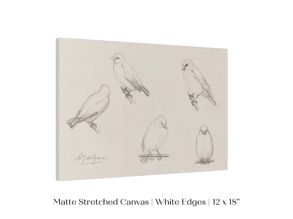 The Canaries Sketch | P151 - Single Art Prints - Piccolo Fiore Prints