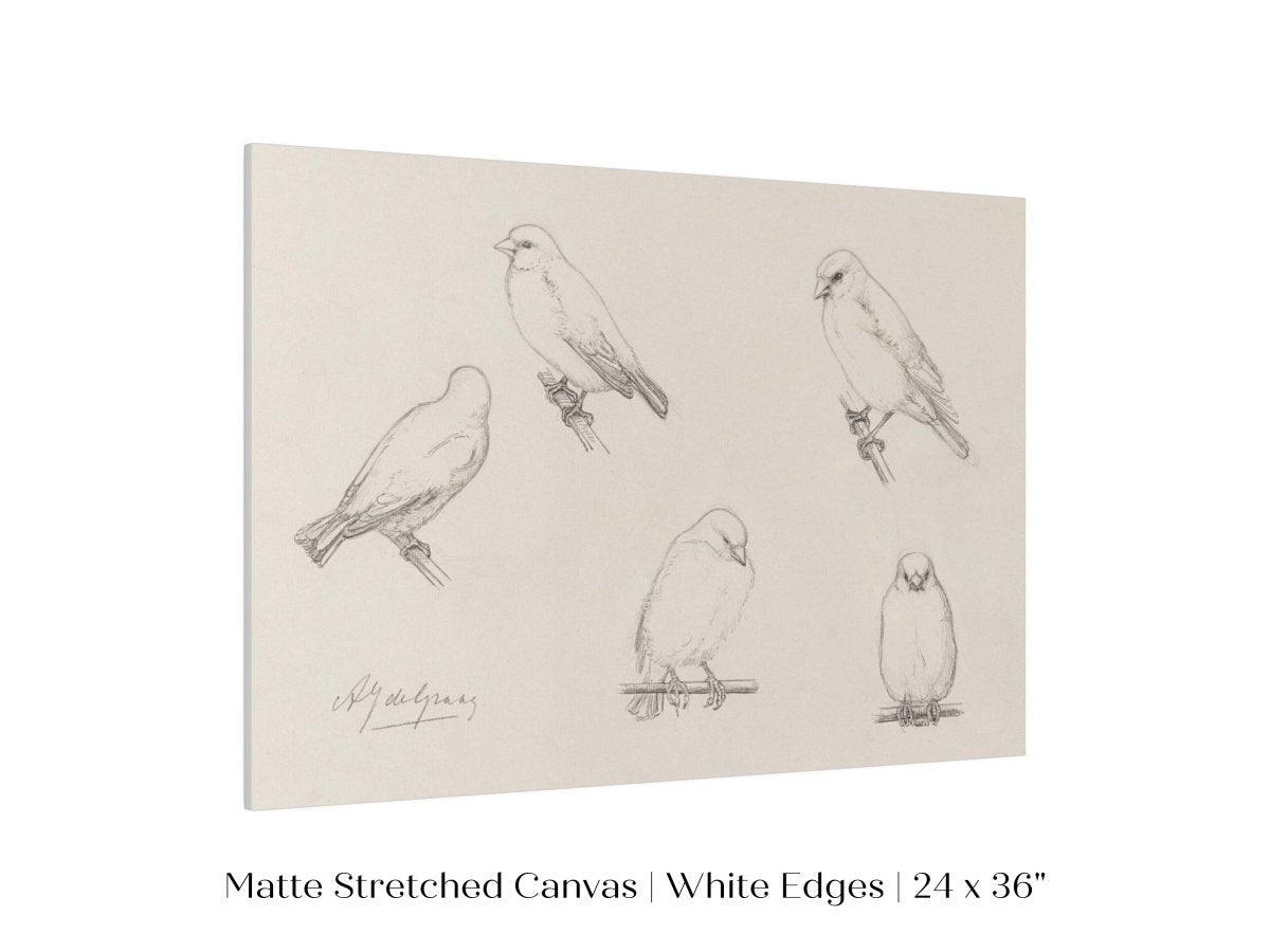 The Canaries Sketch | P151 - Single Art Prints - Piccolo Fiore Prints
