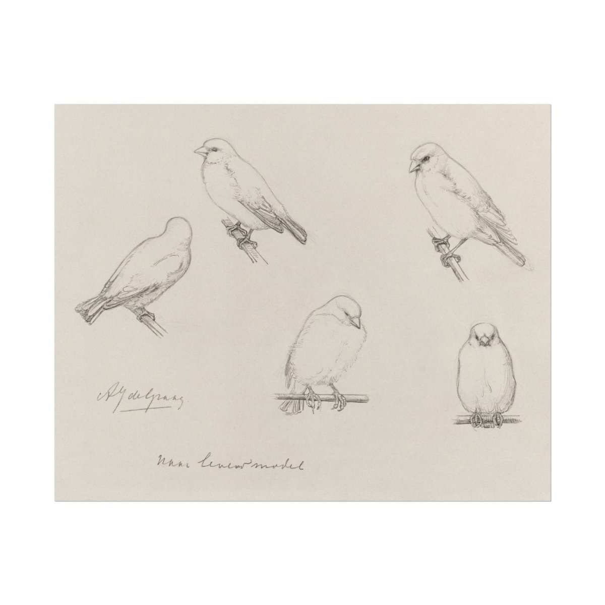 The Canaries Sketch | P151 - Single Art Prints - Piccolo Fiore Prints