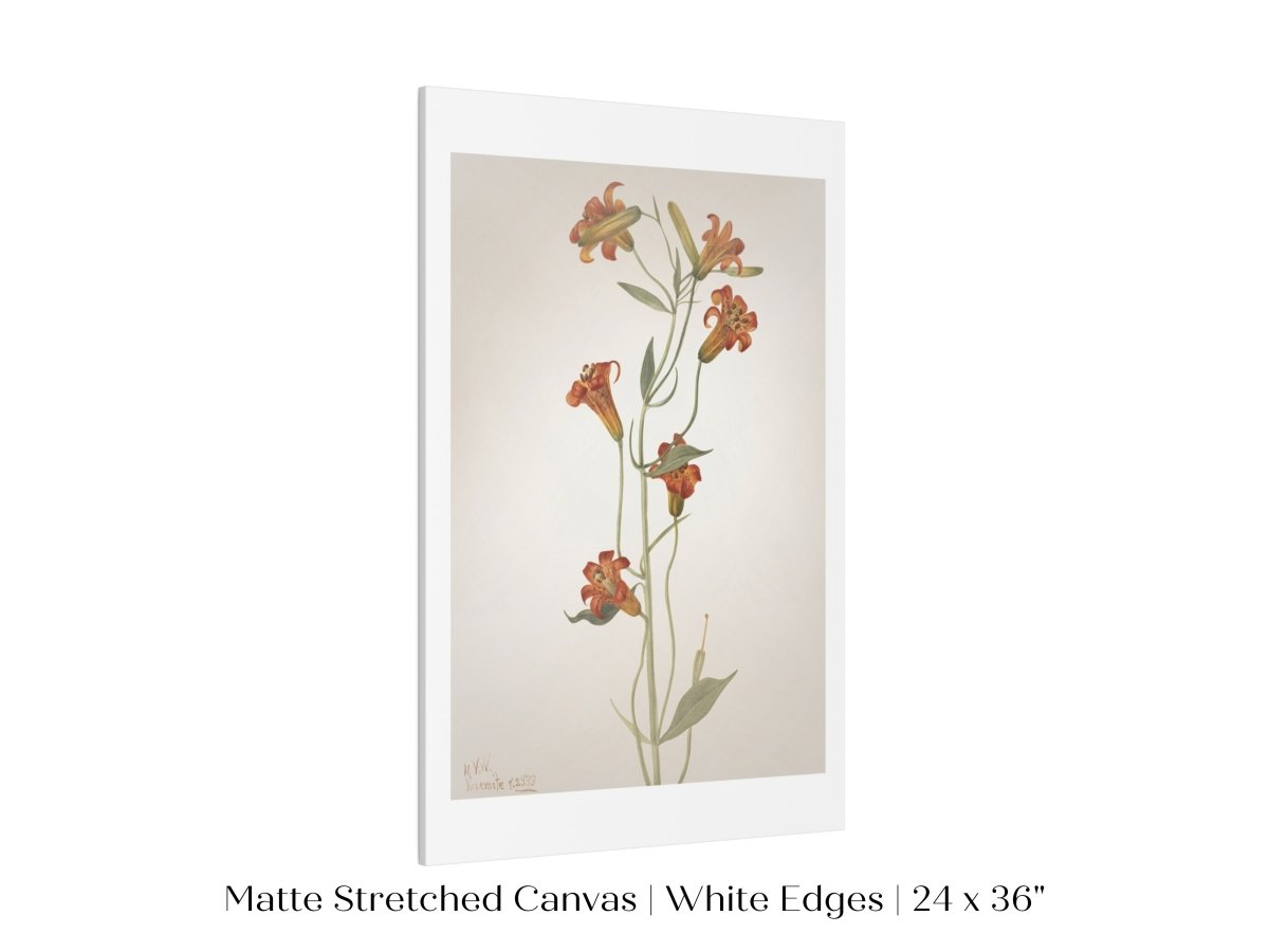 Tiger Lily (Lilium Parvum) Illustration | P372 - Single Art Prints - Piccolo Fiore Prints