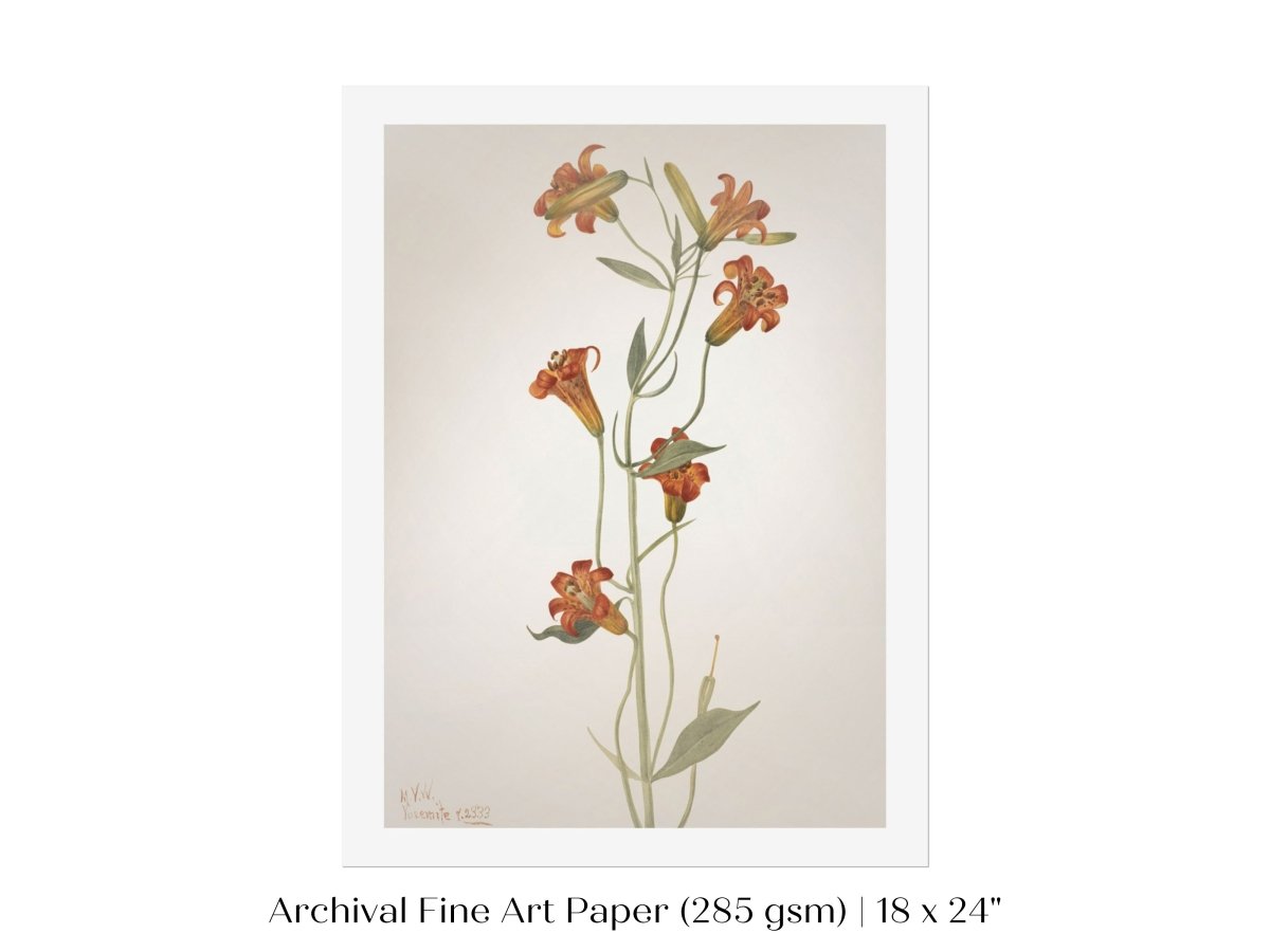 Tiger Lily (Lilium Parvum) Illustration | P372 - Single Art Prints - Piccolo Fiore Prints