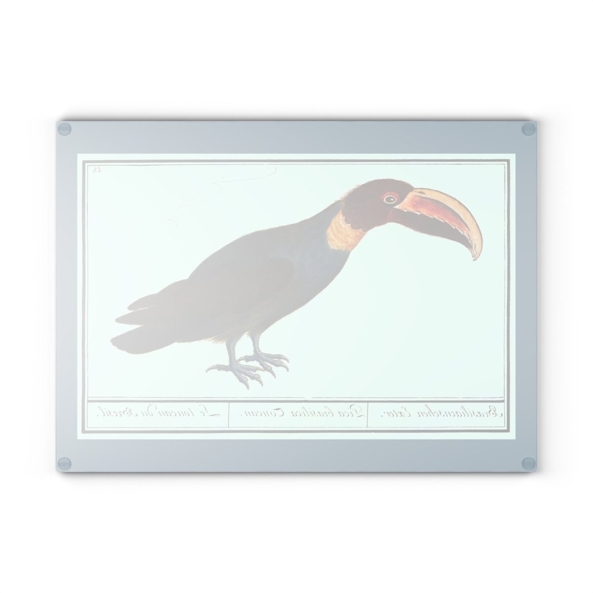 Toucan | Glass Chopping Board - Glass Chopping Board - Piccolo Fiore Prints