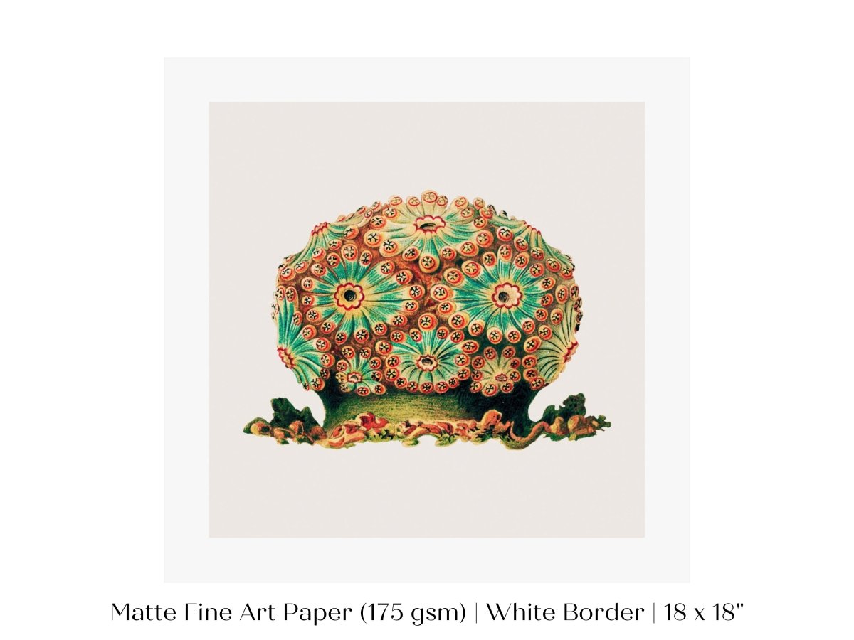 Tunicate II | P308 - Single Square Art Prints - Piccolo Fiore Prints