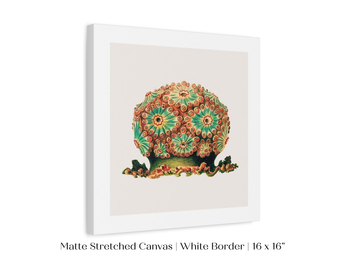 Tunicate II | P308 - Single Square Art Prints - Piccolo Fiore Prints
