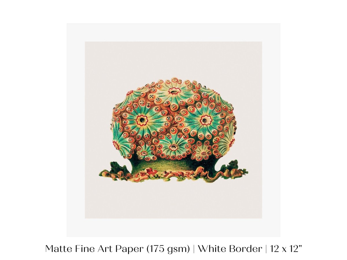 Tunicate II | P308 - Single Square Art Prints - Piccolo Fiore Prints