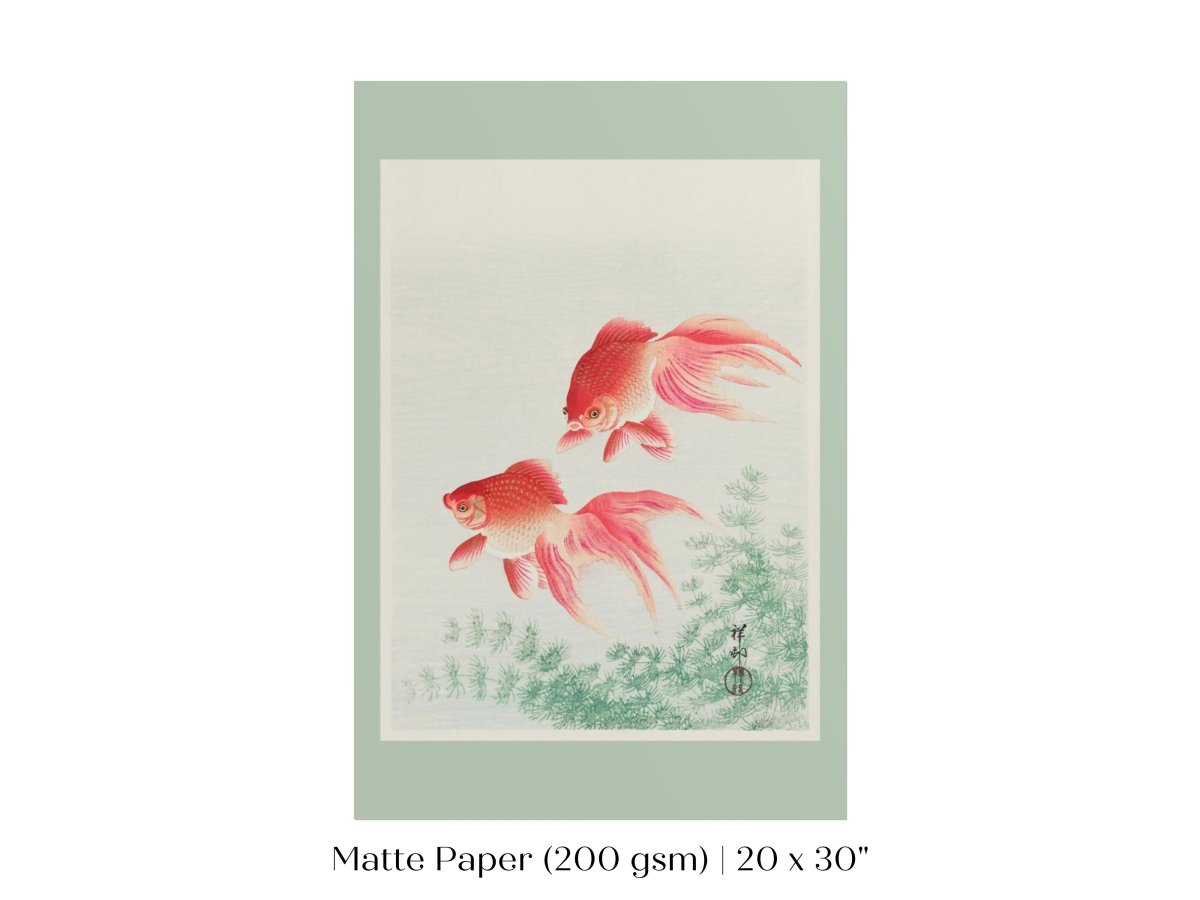 Two Veil Goldfish | Vintage Japanese Art | P161 - Single Art Prints - Piccolo Fiore Prints