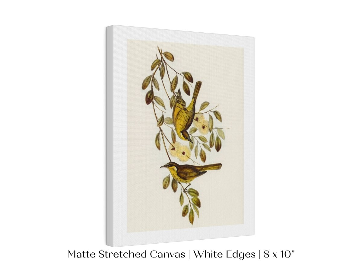 Varied Honey - eater Illustration | P141 - Single Art Prints - Piccolo Fiore Prints