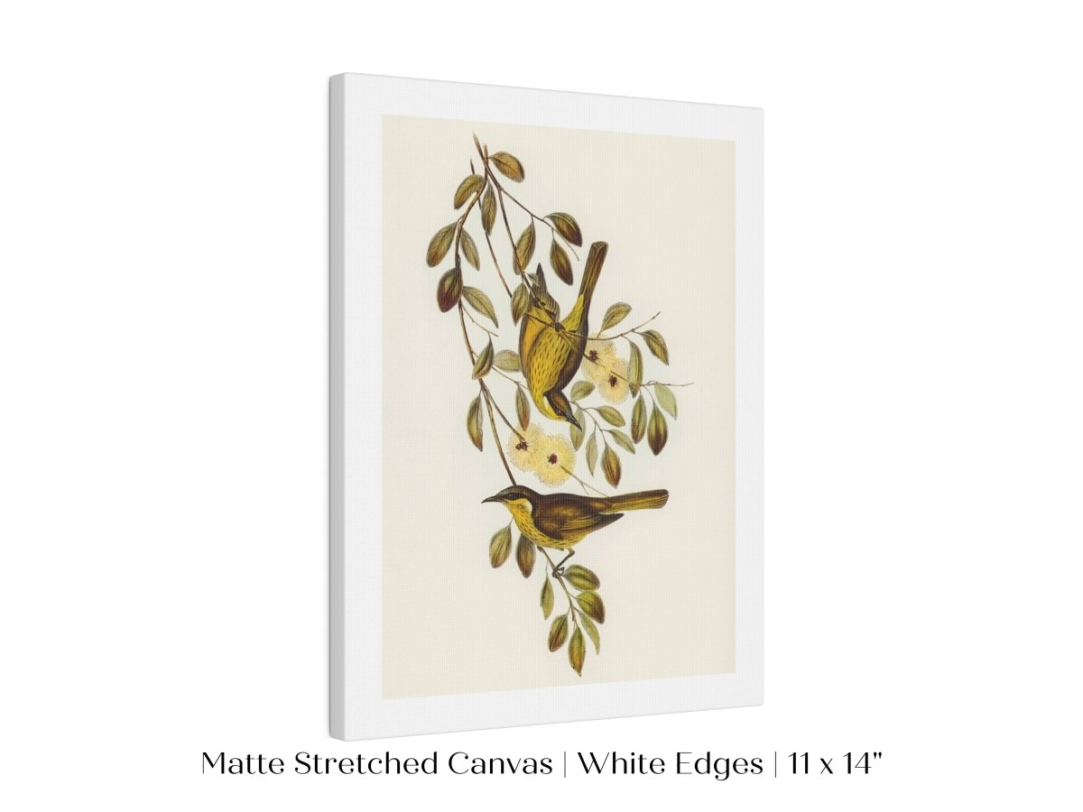 Varied Honey - eater Illustration | P141 - Single Art Prints - Piccolo Fiore Prints